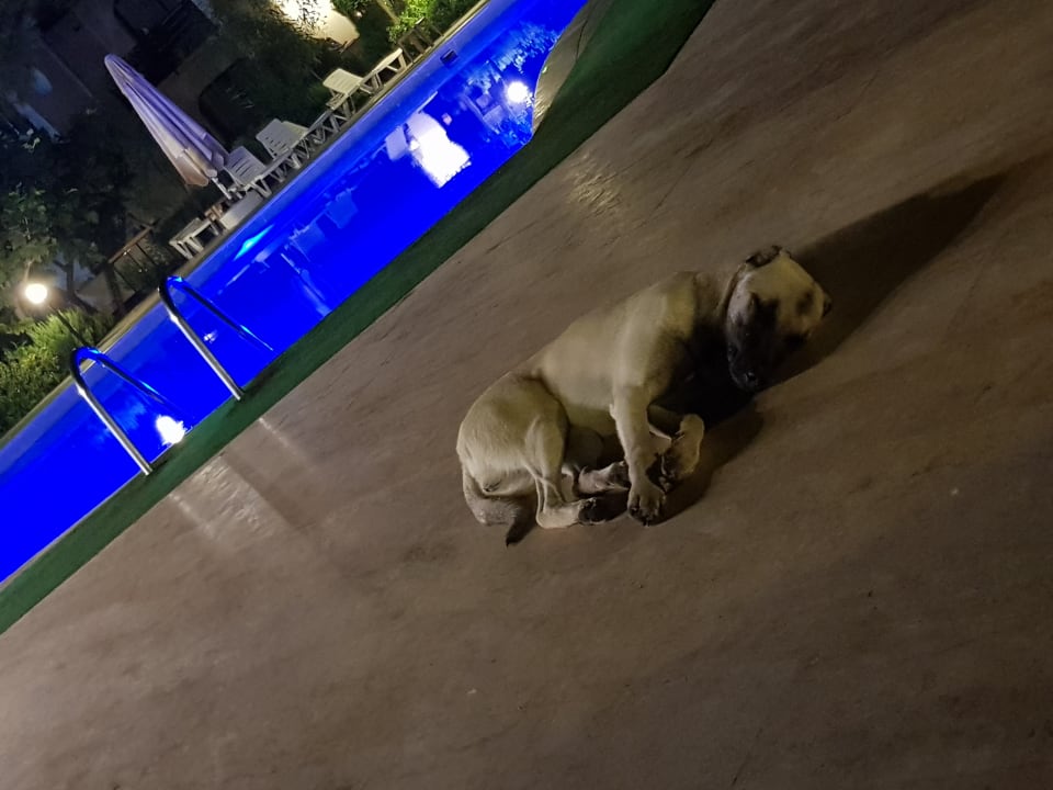 Pool Dogan Paradise Beach