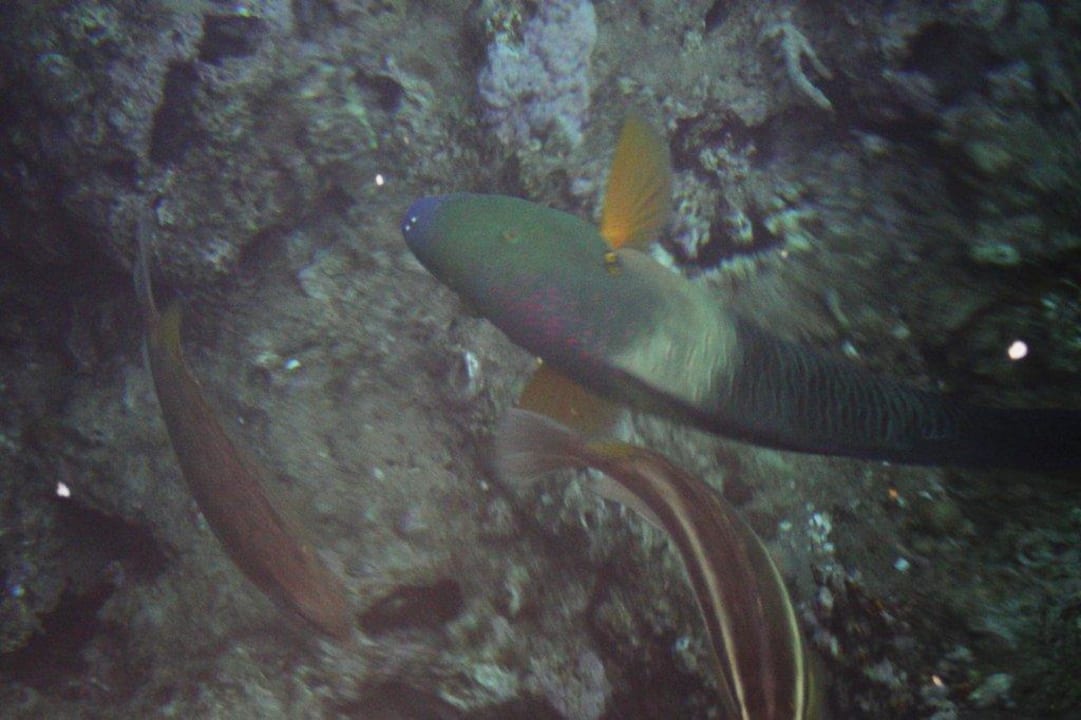 Fische Pickalbatros Palace Resort