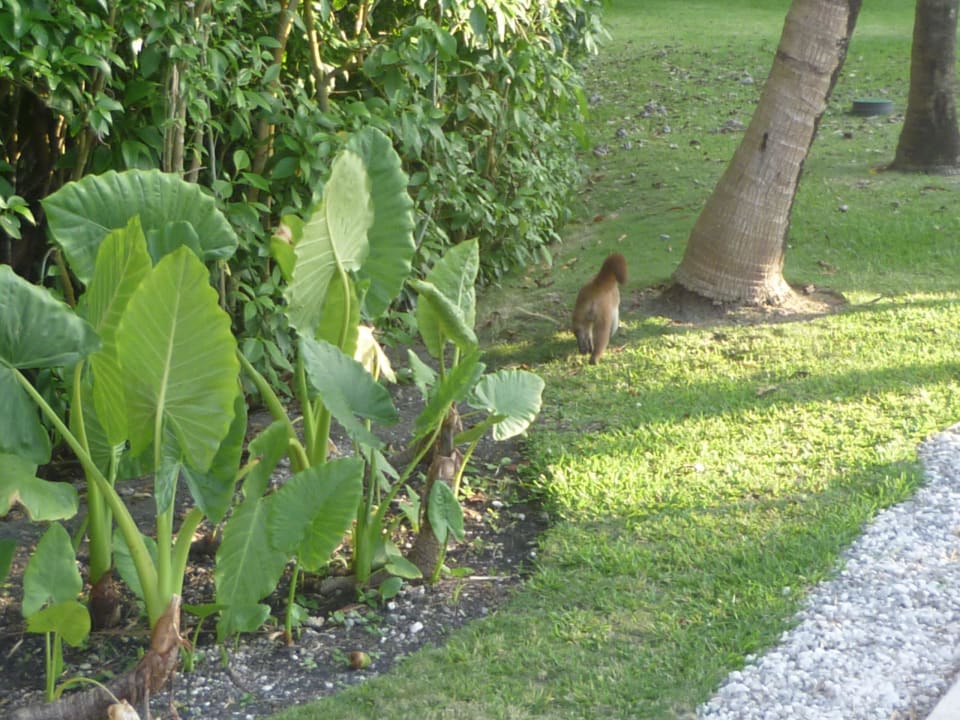 Weg war er der Nasenbär  Bahia Principe Luxury Akumal