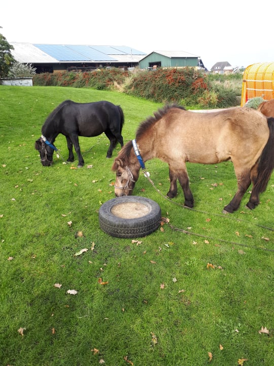 Sport & Freizeit Ferienbauernhof Liesenberg mit Meerblick