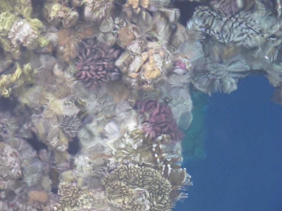 Korallen am Strand The Grand Hotel Sharm El Sheikh