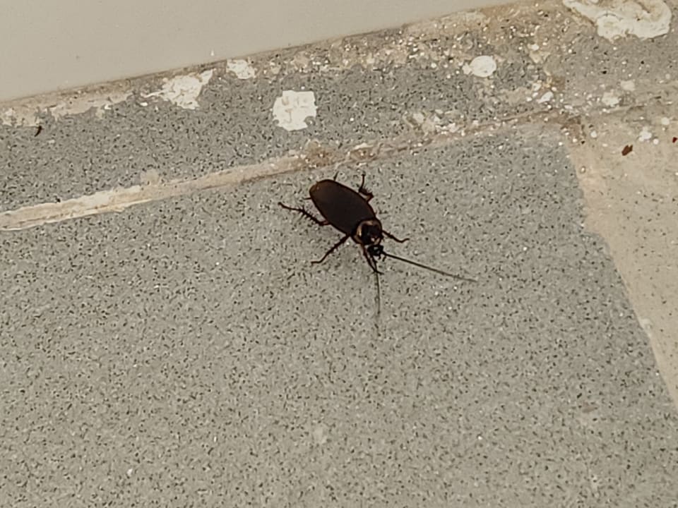 Gartenanlage Hotel El Mouradi Djerba Menzel