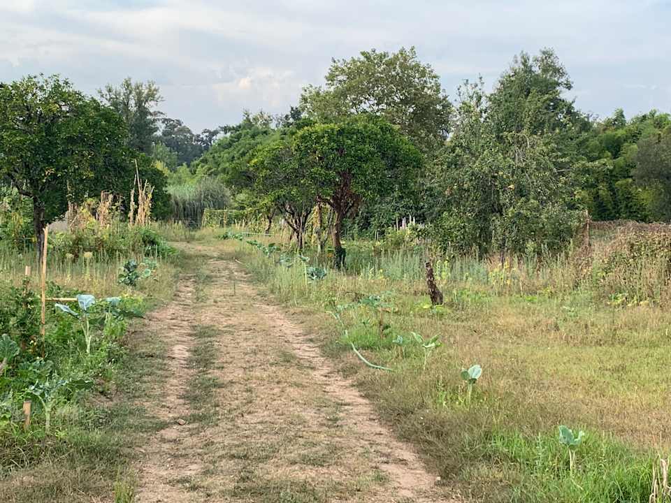 Gartenanlage Oryza Guest House & Suites