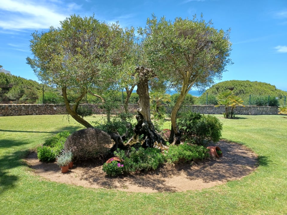 Gartenanlage Hipotels Barrosa Palace