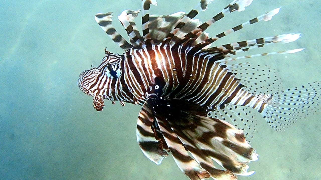 Sport & Freizeit Steigenberger Coraya Beach - Adults only