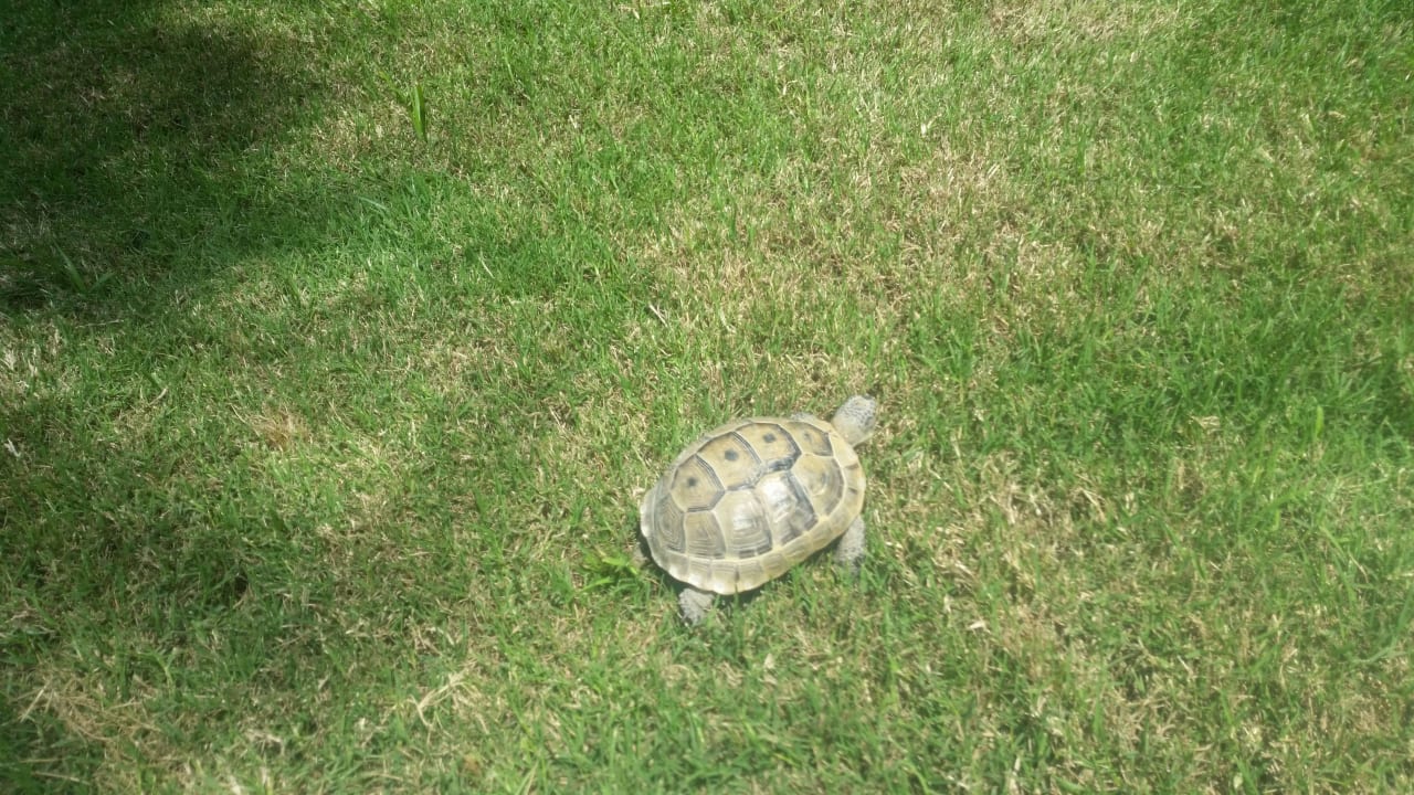 Schildkröten im Garten Hotel Grand Side