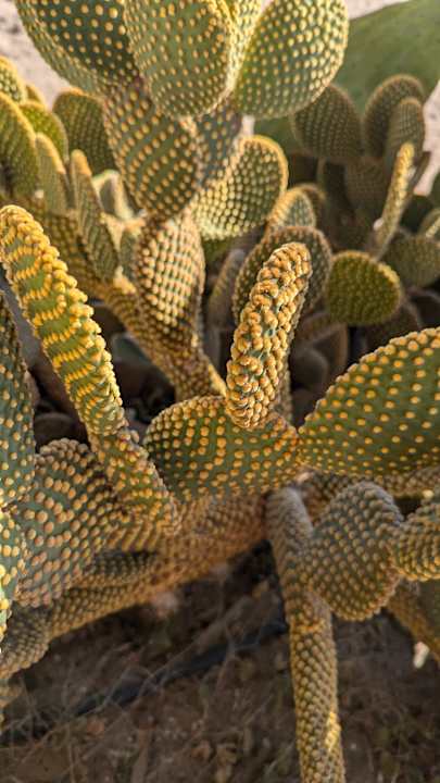 Gartenanlage Önder Yildiz Hotel