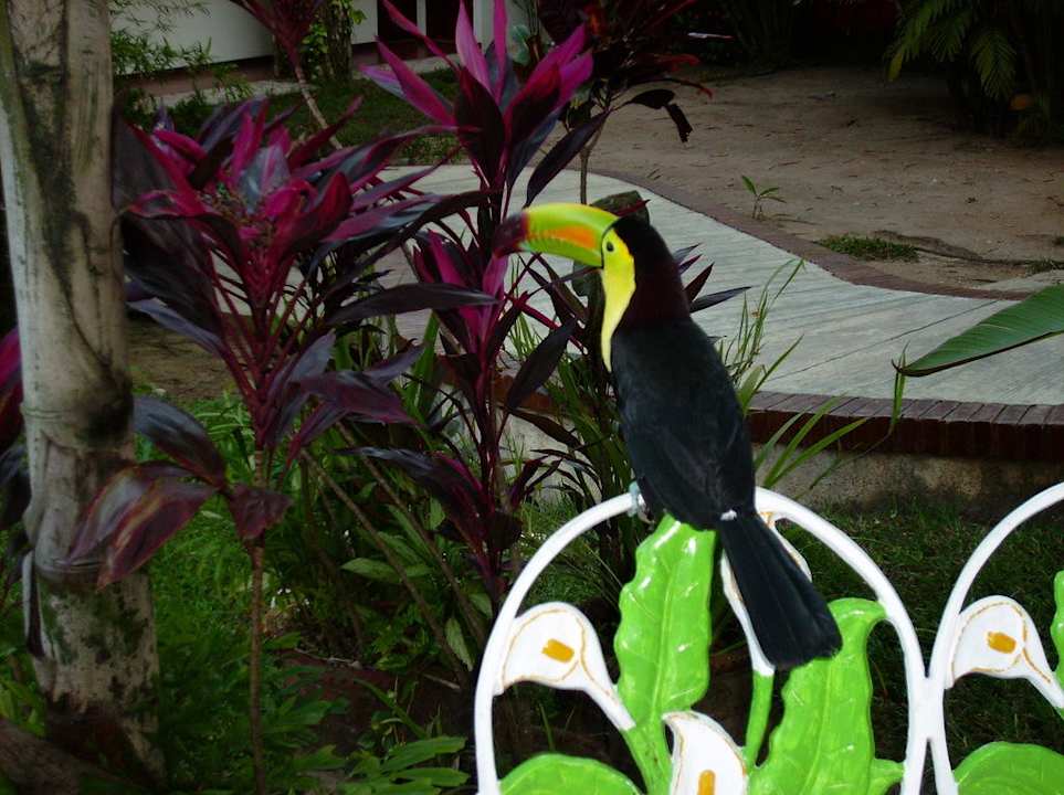 Tucan im Garten Comfort Inn Palenque