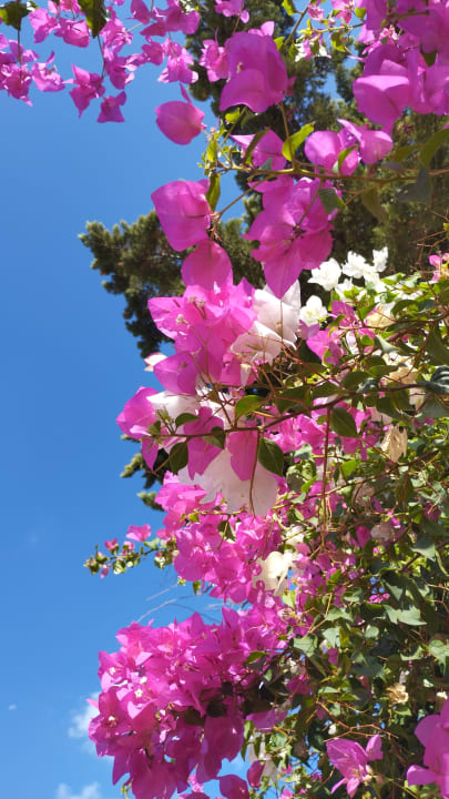 Gartenanlage High Beach Resort