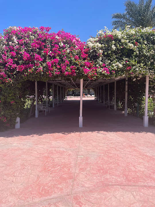 Gartenanlage Desert Rose