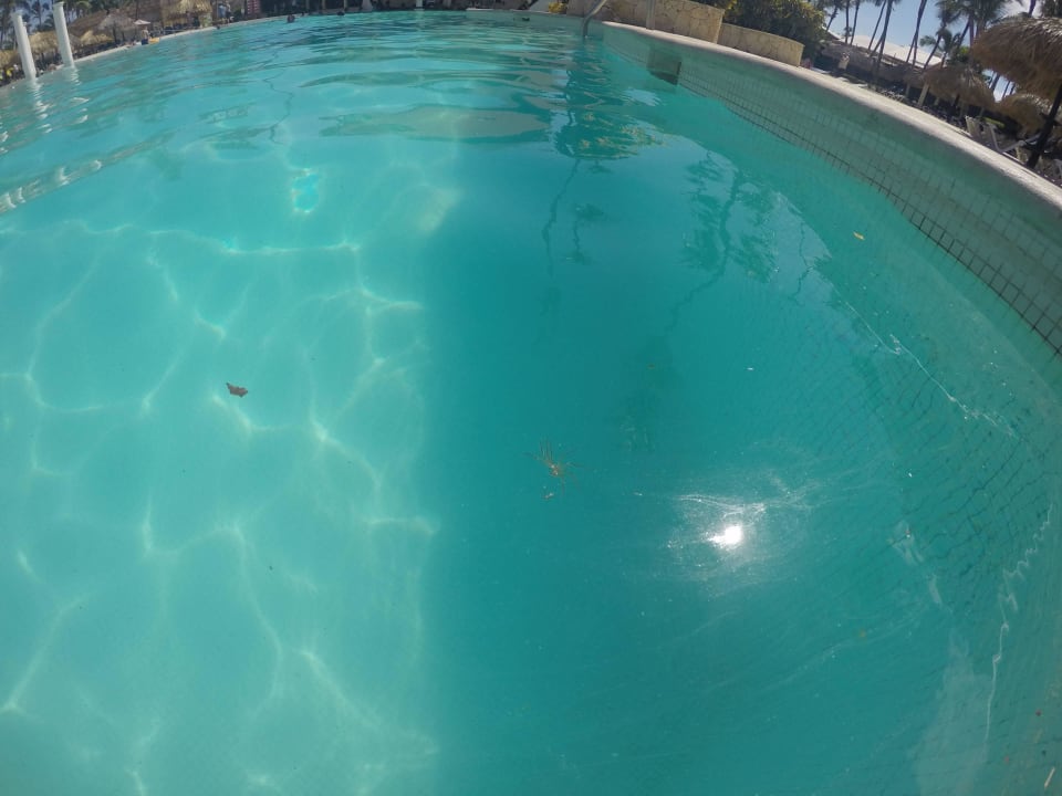 Fauna marina Grand Palladium Punta Cana Resort & Spa