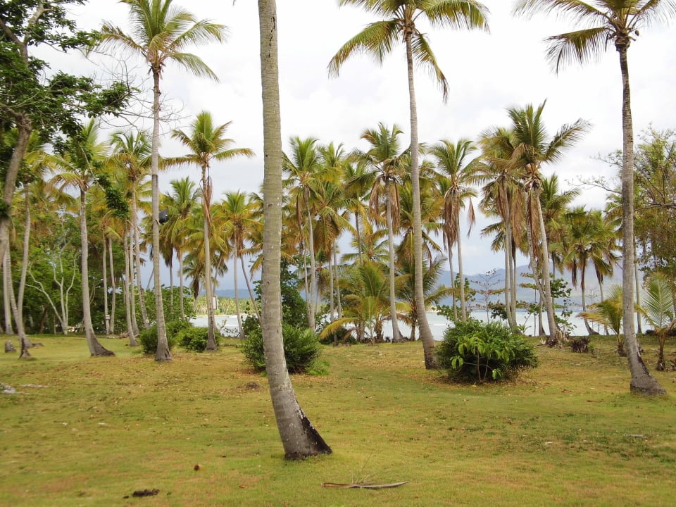 Palmengarten zum Strand Wyndham Alltra Samana