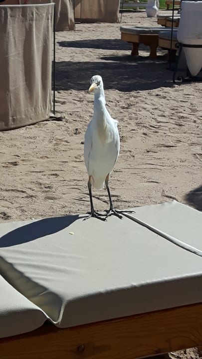 Sonstiges Pickalbatros Royal Moderna Resort-Sharm El Sheikh