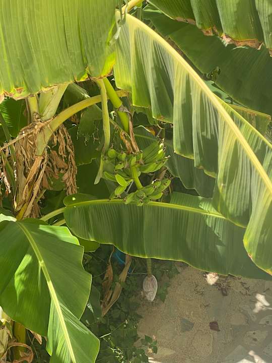 Gartenanlage Euro Village Achilleas Hotel