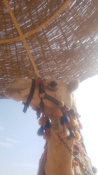 Sonstiges Desert Rose