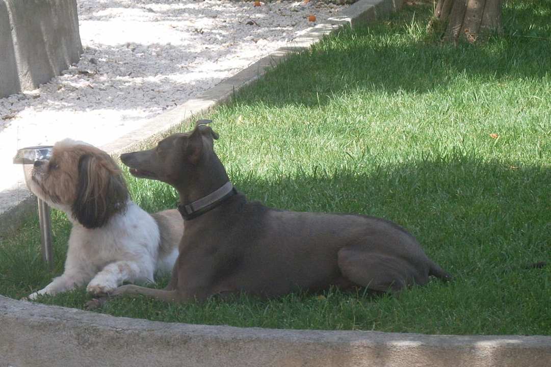 Die witzigen Hunde der Besitzer B&B La Pastorelle