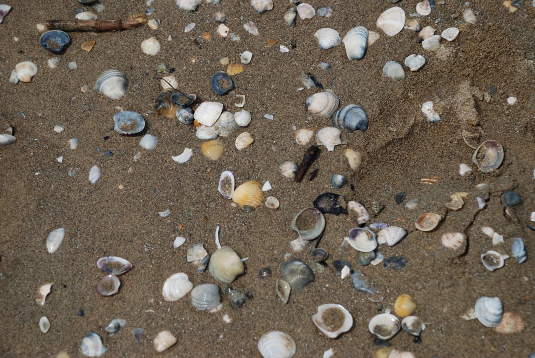 Muscheln Hotel Fenix