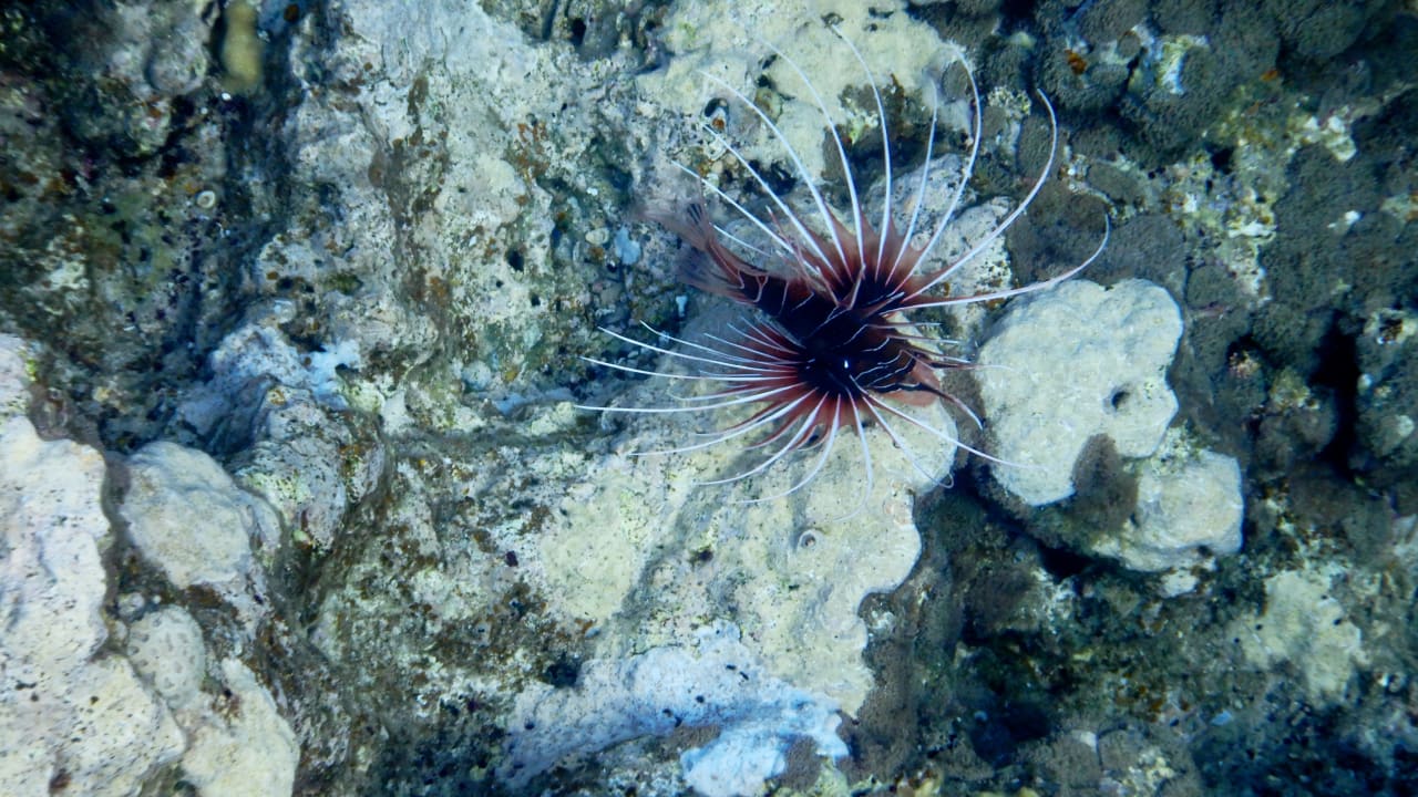 Sport & Freizeit Three Corners Equinox Beach Resort