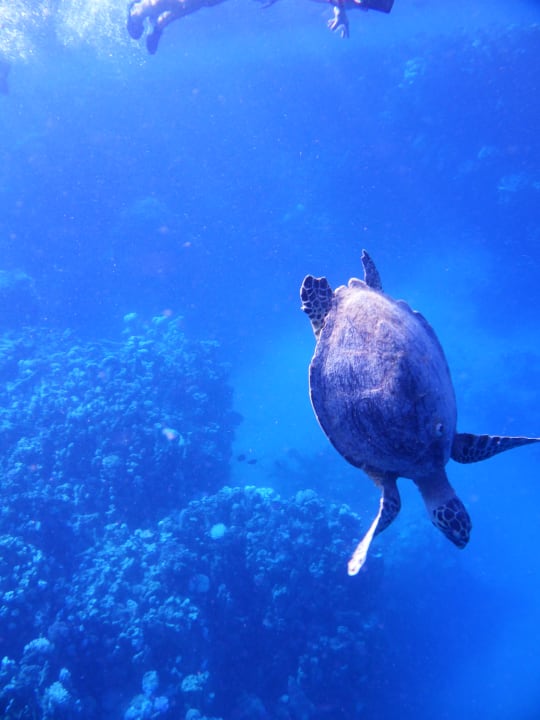 Strand Bliss Nada Beach Resort