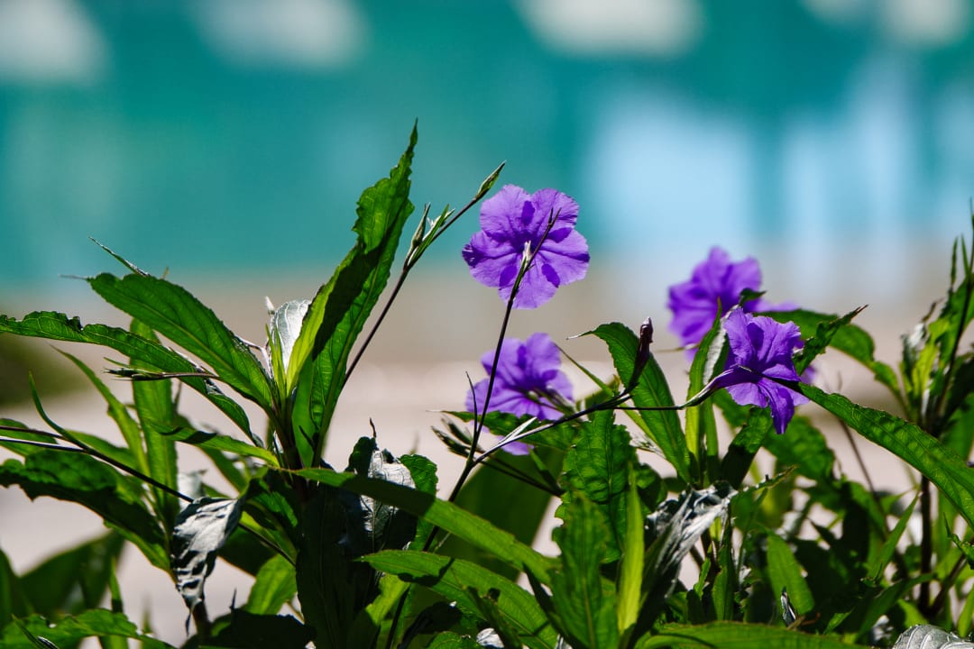 Gartenanlage Sant'Efis Hotel