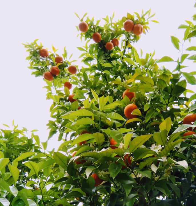 Gartenanlage TUI MAGIC LIFE Beldibi +16