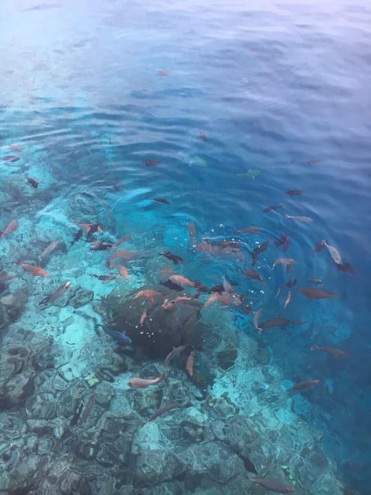 Strand Kihaa Maldives