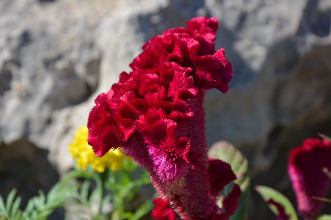 Kalithea Horizon Royal Hotel Kalithea Horizon Royal