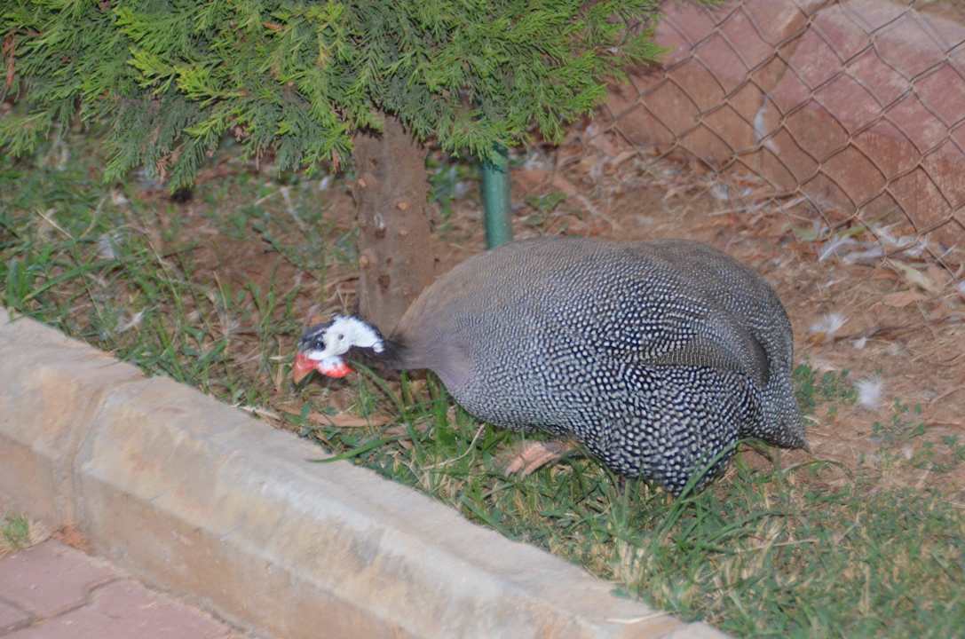 Zoo Lonicera Resort & Spa Hotel