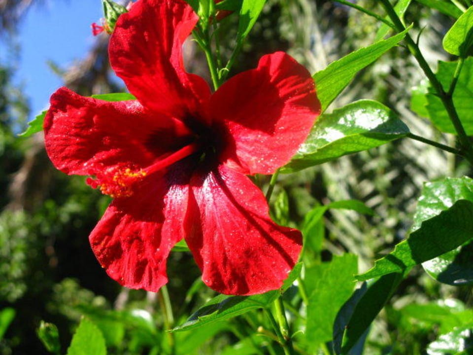 Garten Belconti Resort Hotel