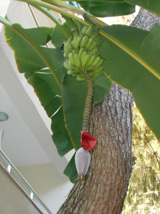 Hotel Sidelya Club Club Sidelya Hotel