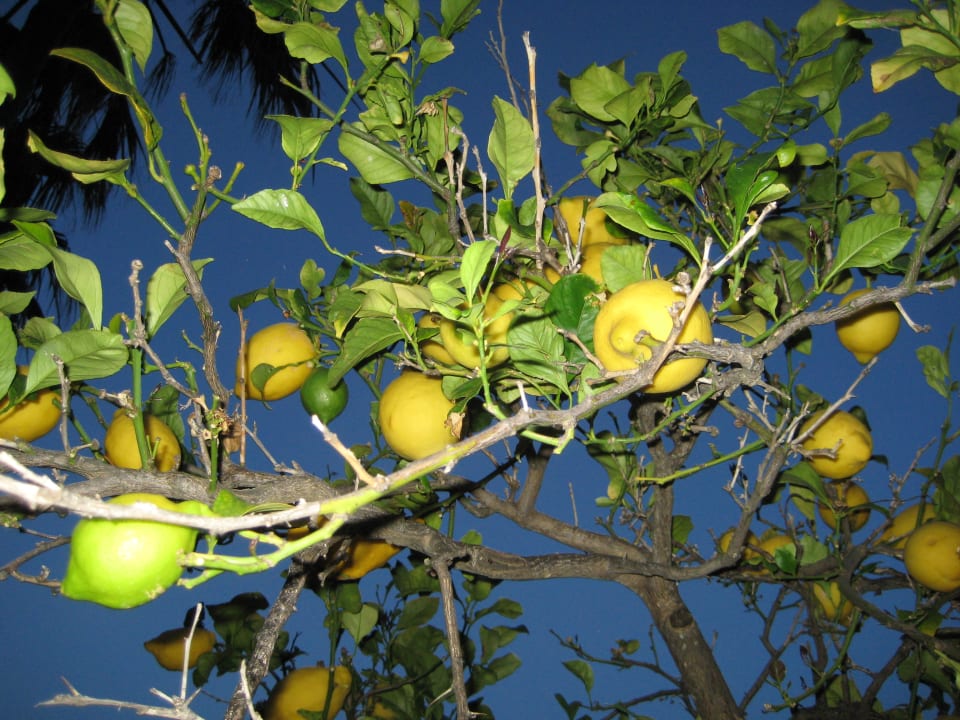 Gartenanlage Finca Son Marimon