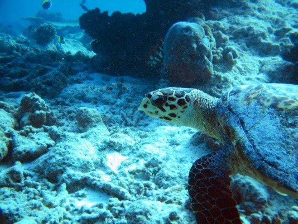 Schildi... Kuramathi Maldives