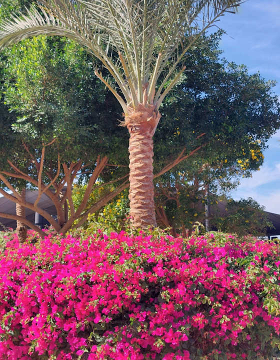 Gartenanlage Desert Rose