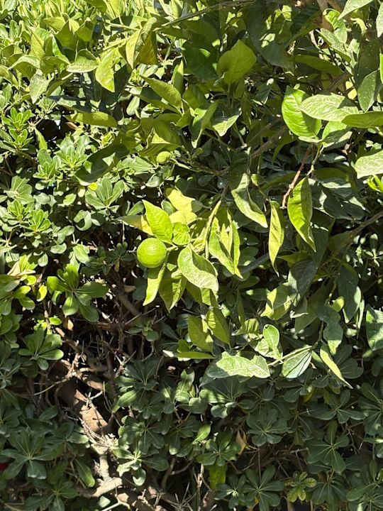 Gartenanlage Corissia Beach Hotel