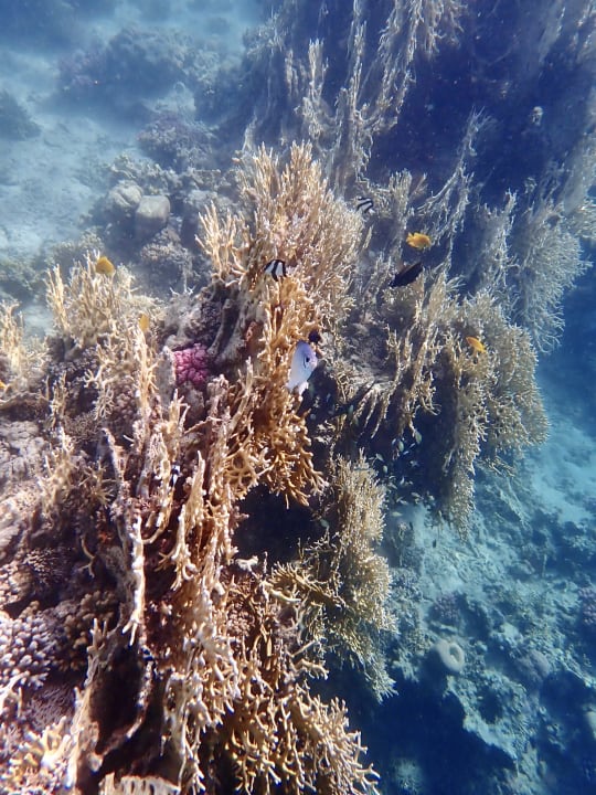 Sport & Freizeit Steigenberger Coraya Beach - Adults only