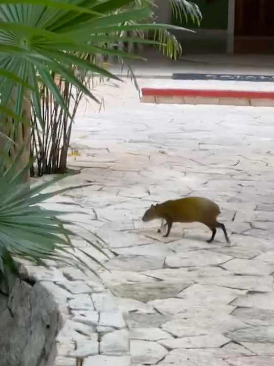 Gartenanlage Catalonia Royal Tulum Beach & Spa Resort - Adults only