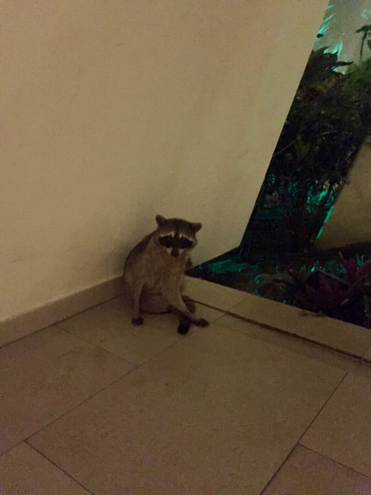 Waschbär Grand Sirenis Riviera Maya Resort & Spa