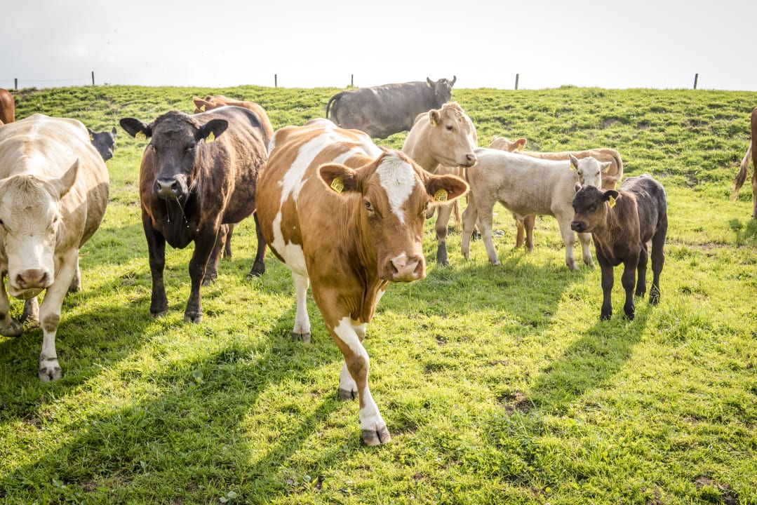 Sonstiges Panoramahof