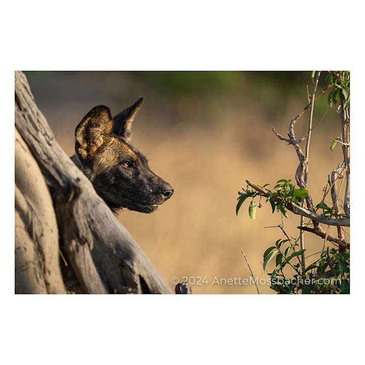 Sonstiges Nanzhila Plains Safari Camp