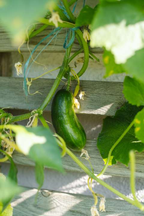 Gartenanlage Appartements Christine