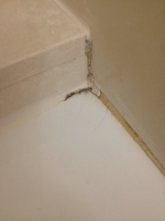 Mold Hotel Doubletree Guest Suites Raleigh Durham