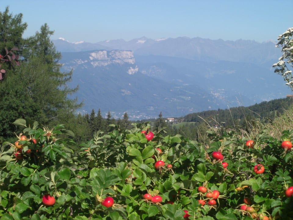 Blick vom Pool  Hotel Zirmerhof