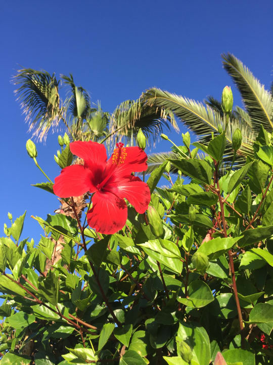 Gartenanlage Hotel Riu Palace Tenerife