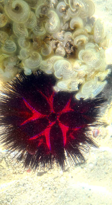 Strand Paradis Beachcomber Golf Resort & Spa