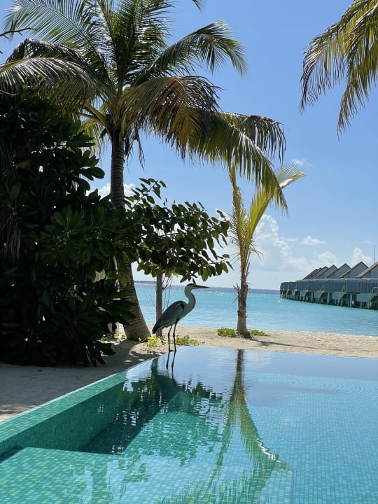 Zimmer Outrigger Maldives Maafushivaru Resort