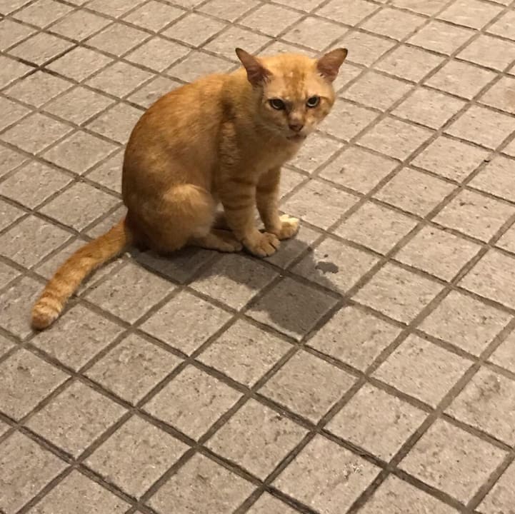 Sonstiges Khao Lak Merlin Resort