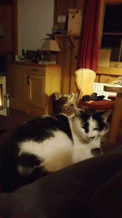 Der flauschige Gast.  Hüttendorf Maria Alm