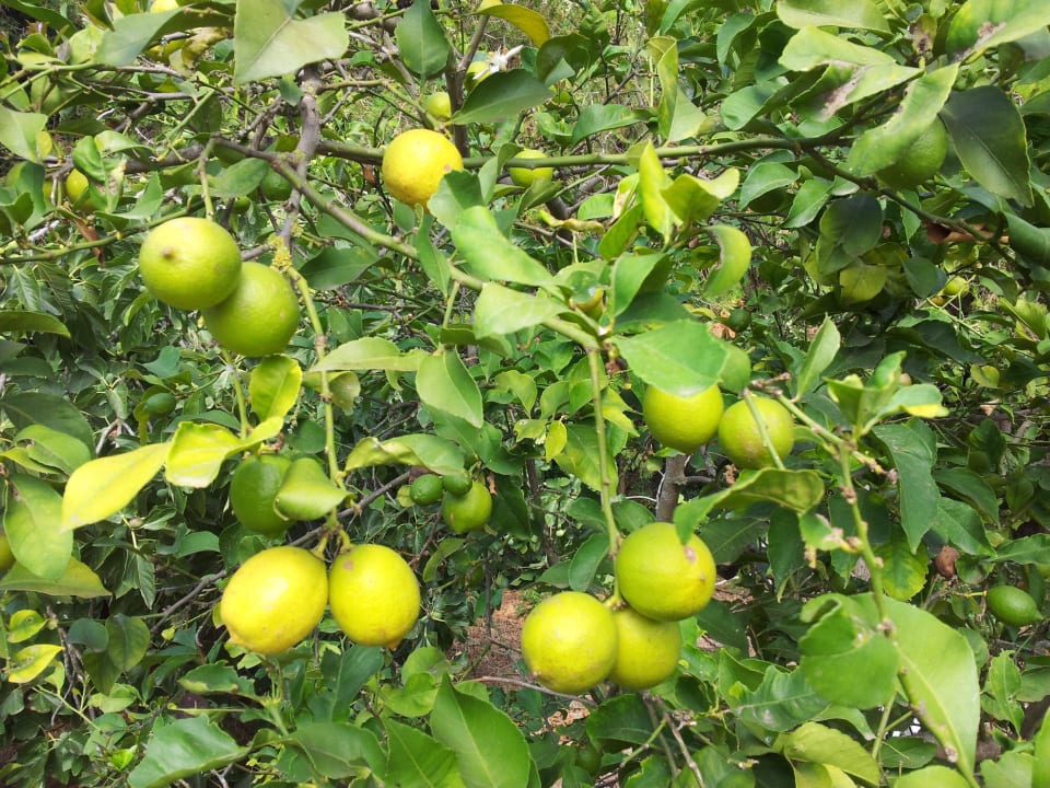 Zitronenernte Finca Son Blanch