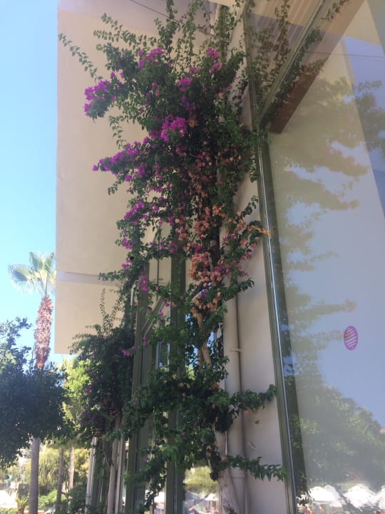 Gartenanlage Arum Barut Collection