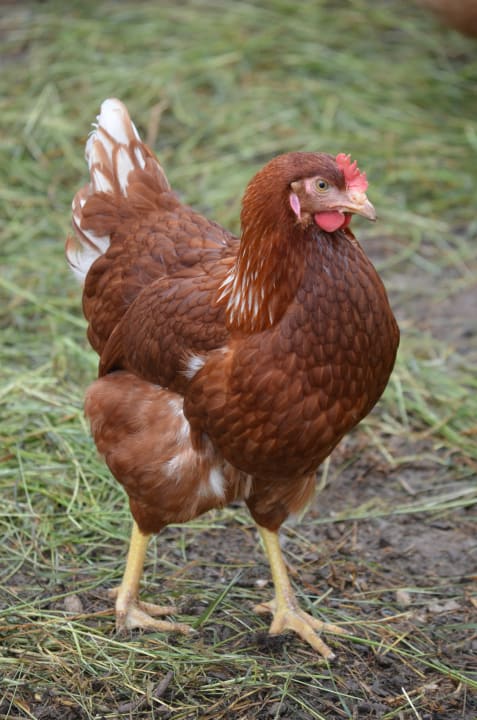 Sonstiges Ferienhof Buchberger